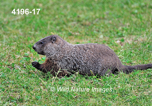 Marmota-monax Woodchuck